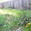 back yard grass