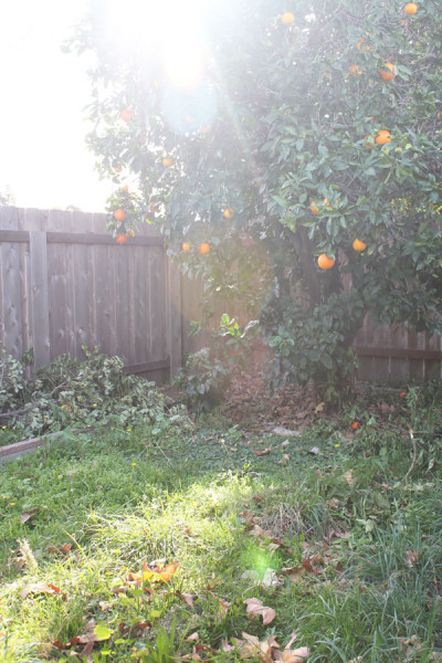 orange-tree