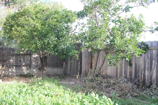 trimmed mandarin tree